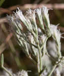 False fennel